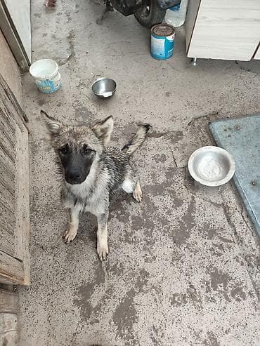 средний низкий: Лайка, 8 месяцев, Самка — 2