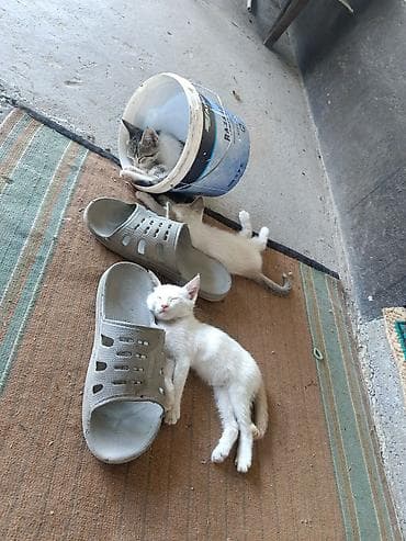 Мышыктар: Котята домашние в количестве 5, короткошёрстные.Отдам — 4