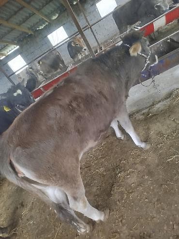 корова стелная: Продаю | Тёлка | Для разведения | Нетель — 5