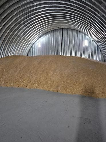 сладкая кукуруза: Продаю кукурузу оптом и в розницу россыпю по 23 сом а мешках 24 сом — 2