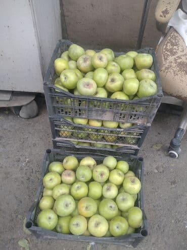 карагат фото: Алмалар — 2