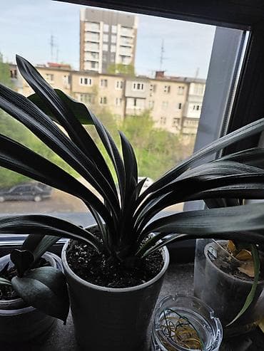 орхидей: Орхидеи фаленопсис — комнатные растения в прозрачных горшках — 2