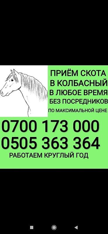 Куплю | Коровы, быки, Лошади, кони, Другие с/х животные | Круглосуточно, Любое состояние, Забитый at lalafo.kg Куплю | Коровы, быки, Лошади, кони, Другие с/х животные | Круглосуточно, Любое состояние, Забитый