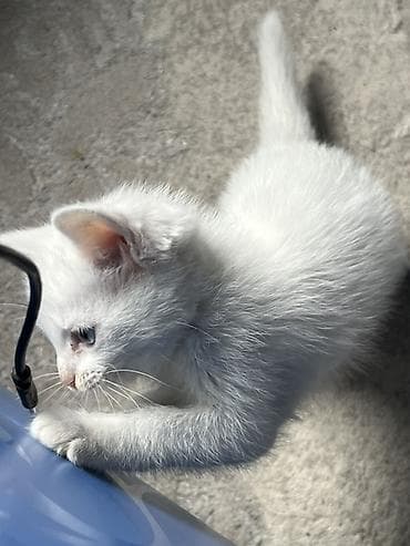 швейцарская кошка: Кошка даром: Сиамская, 2 месяца, Девочка, Приучена к лотку — 4