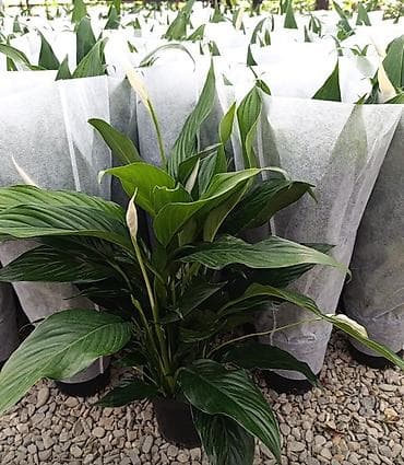 алое форевер: Свит Себастьян гигант сорт девочки успеваем 🪴 Бесплатная доставка по — 4