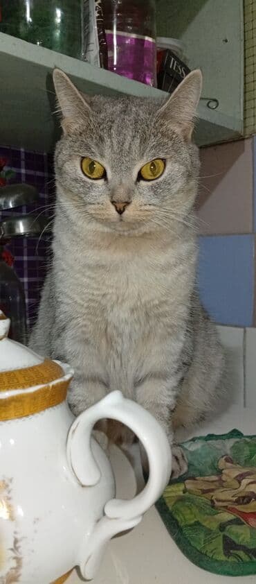 котята в добрые руки бесплатно: Американская короткошёрстная, 3 года, Девочка, Серый — 4