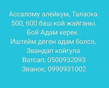 Требуется пастух в Таласе для выпаса стада овец (примерно 500–600