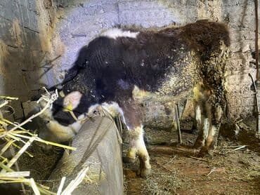 Уйлар, букалар: Сатам | Бука (эркек) | Бордоп семиртүү үчүн | Байланган — 4