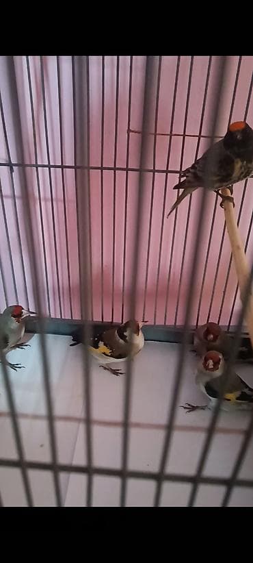 Щеглы (карликовые амадины с красной «маской») в клетке. щигол и