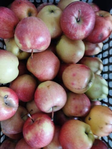 масло сыр база бишкек график работы: Яблоки — 1