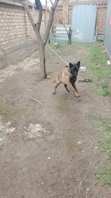 маламут собака цена: Bilginiski malinuva Описание: - Активная, внимательная собака с — 3