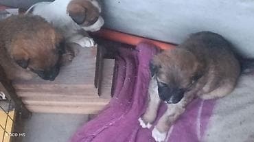 кани корсо: Отдам щенят. Порода метис,но отец овчарка, крупная порода,и поэтому — 10