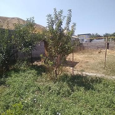 алма груша: Саженец яблони/молодое плодоносящее яблоневое дерево. - Культура — 1