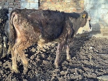 мал сату: Сатам | Бука (эркек) | Бордоп семиртүү үчүн — 3