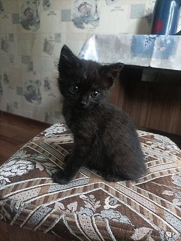 кошка черная: Кошка даром: Беспородная, 1 месяц, Девочка, Проглистована — 2