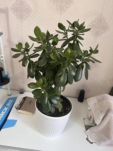 4 pot: Комнатные растения в горшках: Декор. Дерево 51 см. Денежное дерево 48 — 2