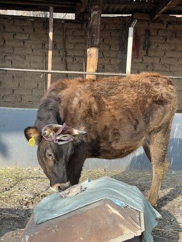 корм для домашних животных: Продаю | Тёлка | Полукровка | Для разведения | Отела не было — 1