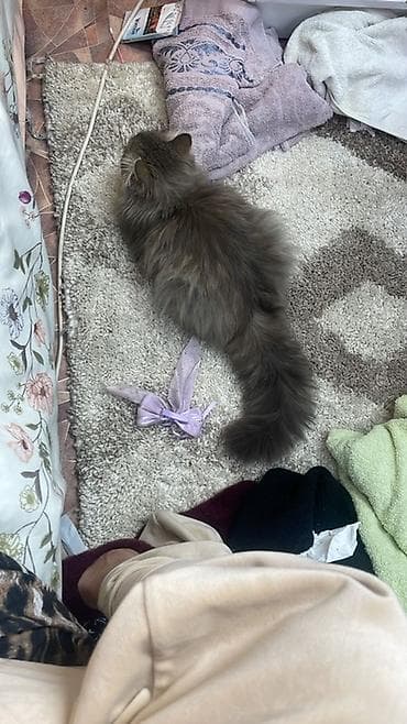 кошки шотландский: Пушистая домашняя кошка серо-дымчатого окраса. - Длинная густая — 1