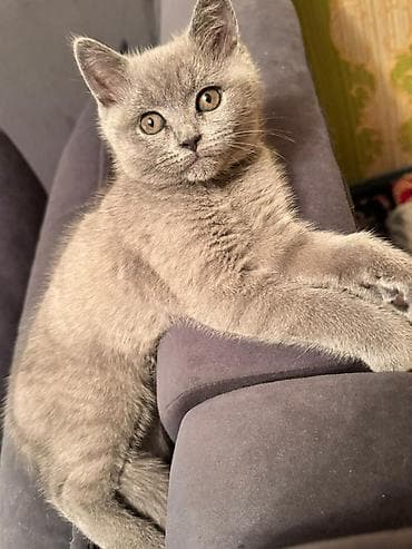 Британский короткошёрстный котёнок, окрас голубой (solid blue). -