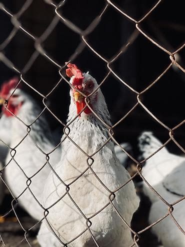 птички домашние: Адлеры 🐓 — 3