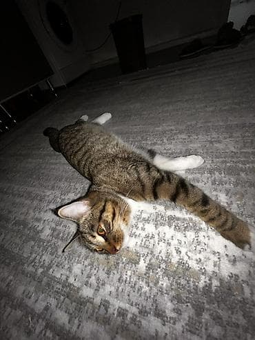 кошке: Здравствуйте, очень срочно 🙏 Беременную кошку сегодня могут выгнать на — 2