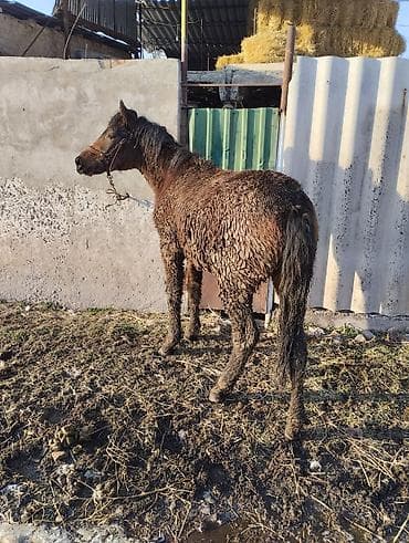 Аквариумдар: Сатам | Тай | Аргын | Көбөйтүү үчүн | Асыл тукумдуу — 6