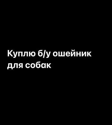 Куплю б/у ошейник для собак. Ищу обычный ошейник для собаки