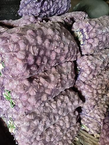 Чеснок Оптом