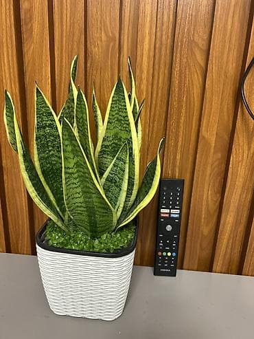 Сансевиерия (Sansevieria trifasciata, «щучий хвост») в декоративном — 2