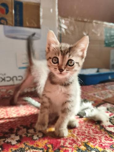 мышык бекер: Отдаем котят в добрые руки — 2