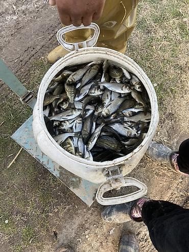 куплю рыбу: Малек рыбы для зарыбления водоёмов - карп (в т.ч. зеркальный) — 3