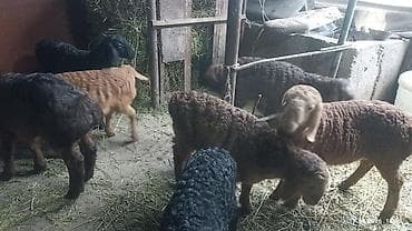 козу срочно: Продаю | Ягненок | На забой — 7