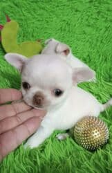 двойка для мальчика: Чихуахуа, 2 месяца, Самец, С родословной, С прививкой — 5