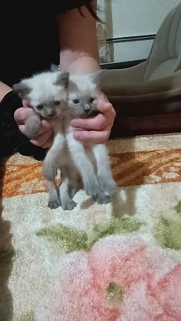 большие кошки: Котята с колор‑пойнт окраcом - Описание: на фото помёт котят — 5