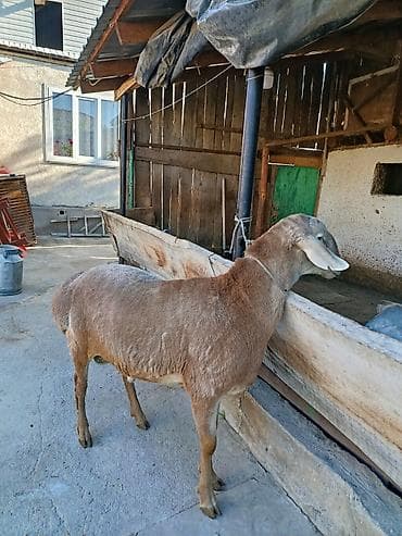 кара кой: Продаю | Баран (самец) | Для разведения — 1
