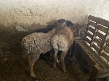 скупка баранов: Продаю | Баран (самец) | Полукровка | Для разведения, На забой | Осеменитель — 6