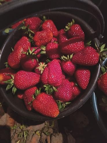 Рассада клубники кассетнач сорт альбион - Молодые розетки с хорошо at lalafo.kg Рассада клубники кассетнач сорт альбион - Молодые розетки с хорошо