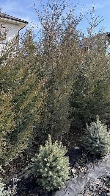 Уголь: Продаю! Можжевельник коллоновидный - от 2х метров (4000 сом) — 8