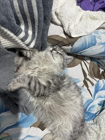 Другие животные: Пропал котенок в районе Ак-Ордо1. Пожалуйста, помогите найти дадим — 4