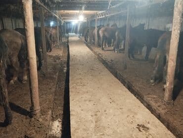 продажа собак хаски: Продаю | Жеребец | Для разведения — 4