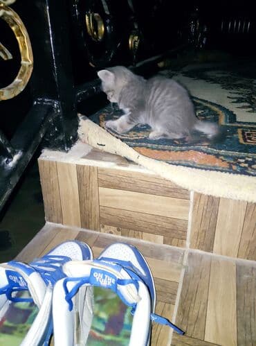 новорожденные котята: Беспородная, 3 месяца, Девочка — 3