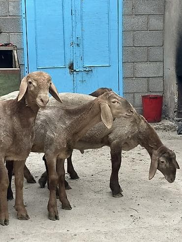 Айыл-чарба жаныбарлары: Сатам | Кочкор (эркек) | Арашан | Көбөйтүү үчүн | Ургаачы — 7