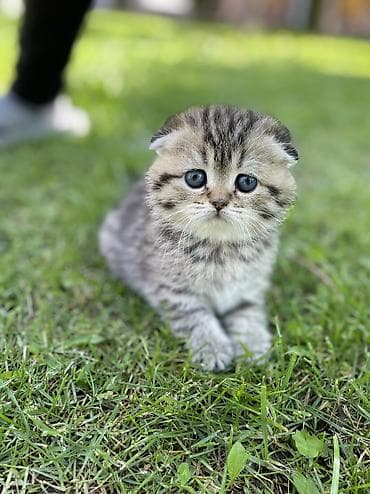кошка 303: Продаю чистокровного шотландского вислоухого котенка, мальчик. 1,5 — 2