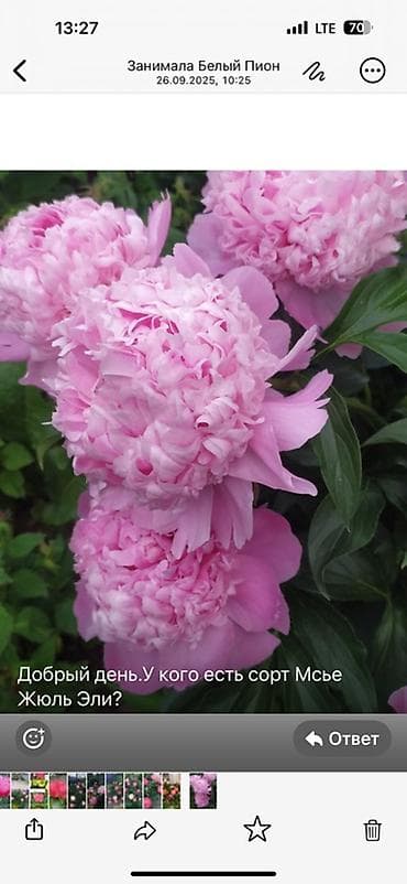 цветы из ленты: Саженцы цветка: Пионы — 7