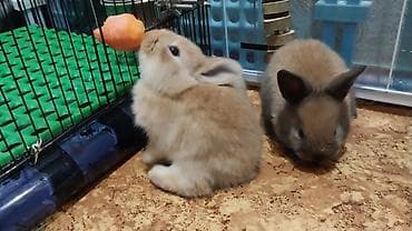 продаю кролики: Продаю декоративных кроликов породы Львиная голова — 9