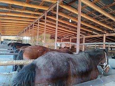 машинка для стрижки животных: Продаю | Жеребец — 8