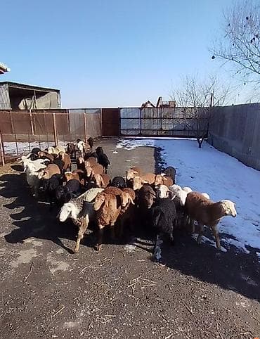 ячмень беловодск: Продаю двухмесячных ягнят только оптом — 6