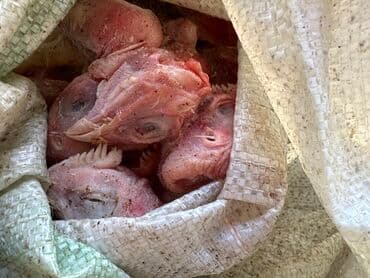 умный печка ош цена: Куриные лапки, куриные головы, куриная печень — 2