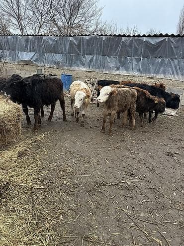 Продаю | Бык (самец) | Для разведения