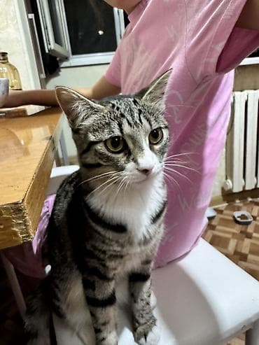 кошка рыжая: Кошка даром: Беспородная, Девочка, Приучена к лотку — 2